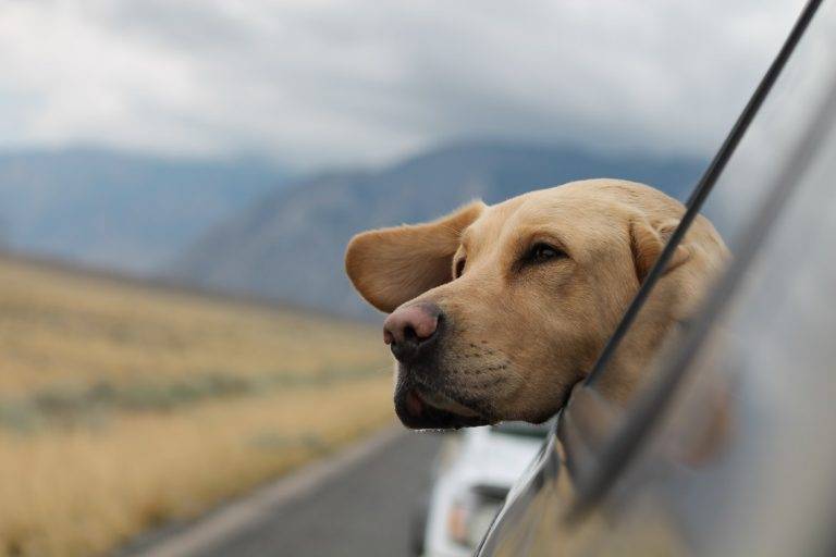 KEZAKI What You Should Know When Walking and Travelling with Your Pets https://kezaki.com/what-you-should-know-when-walking-and-travelling-with-your-pets/